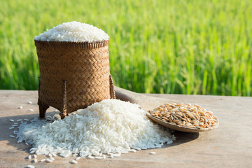 Asian white rice and paddy with the rice field background