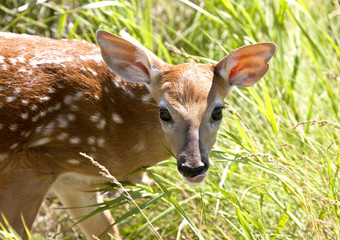 Baby Deer Doe