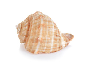 Sea shell on white background