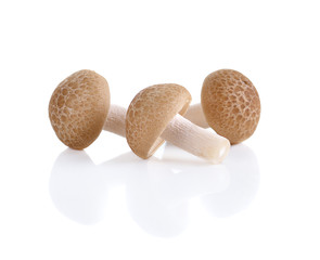 Brown beech mushrooms, Shimeji mushroom, Edible mushroom isolate