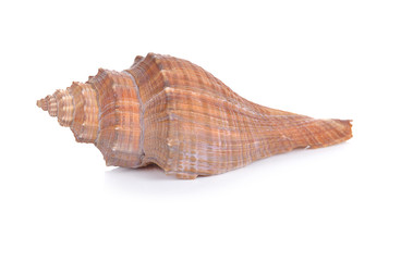 Sea shell on white background