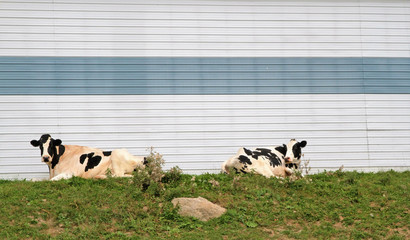 Cows sitting against a striped blue wall