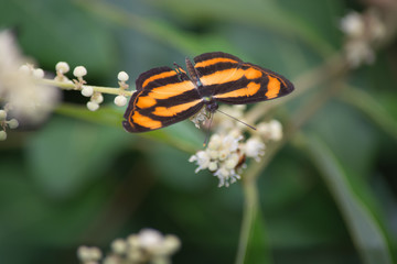 Common Lascar butterfly, Neptis hordonia on longan flower.