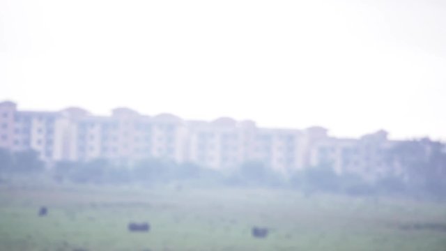 Wild topi in Kenya, pan to housing complex.