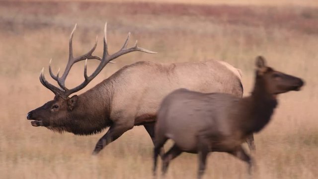 Tracking shot of bull elk running in field