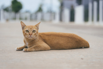 Thai cat in the street © songvut