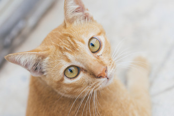 Thai cat in the street (close up)