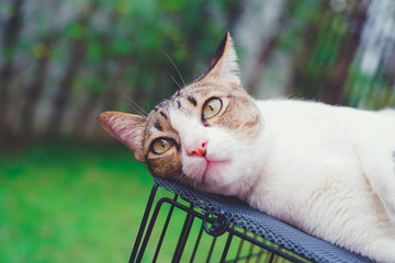Thai cat in the garden