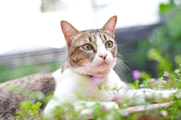 Thai cat in the garden