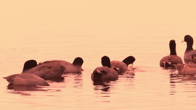 Group of American coots feeding in water