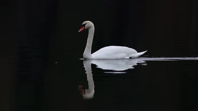Tracking shot of swan swimming in water