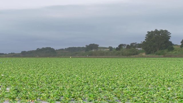 Wide shot of strawberry field
