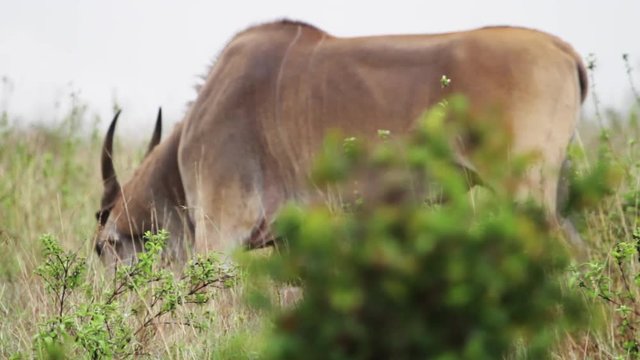 Wild topi eats shrubs in Kenya, Rack focus to shrub.
