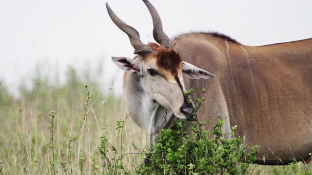 Wild topi eats shrubs in Kenya, close up.