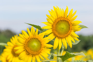 Fototapeta premium Sunflower field at Khao Jeen Lae, Lopburi province, Thailand