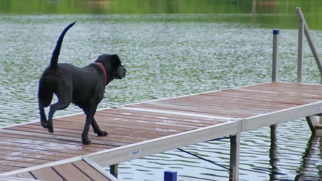 Slow motion of Black Labrador jumping in lake