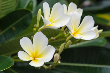 Plumeria flower blooming on tree with the nature