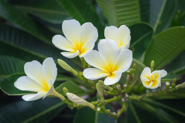 Fototapeta na wymiar Plumeria flower blooming on tree, white frangipani tropical flow