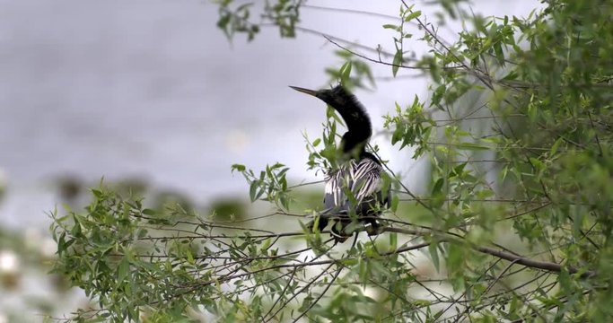 Close up of anhinga perching on tree