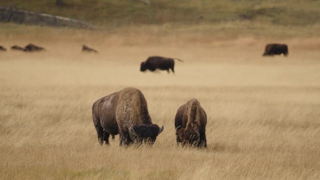 American bison grazing in grassy field