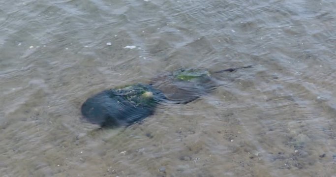 Close up of horseshoe crabs in shallow water