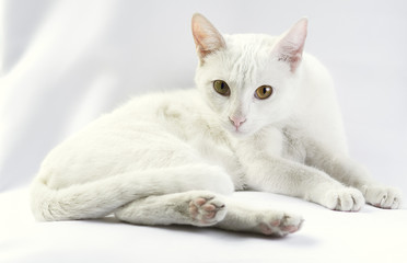 Fototapeta na wymiar Gato blanco modelo
