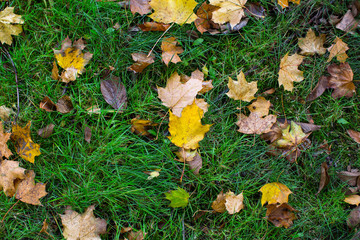 Fallen yellow leaves on green grass, autumn texture.