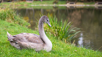 Swan lying near the lake.