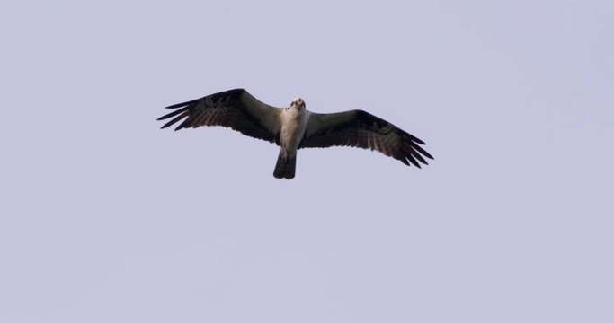 Slow motion of osprey flying in sky