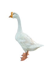 White duck isolated on white background.