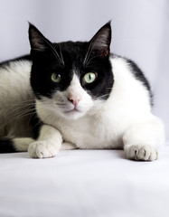 Gato manchado temeroso