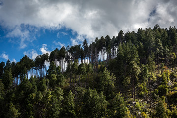 Sky Peers Through Pine Forrest during late Afternoon, Pinaleno Mountains, Mt Graham, Safford,...