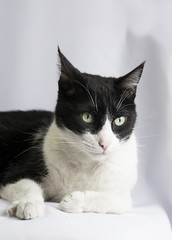 Gato enmascarado pensativo