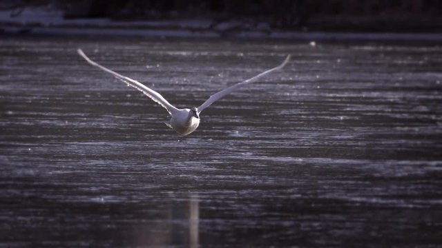 Slow motion of swan flying over water