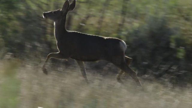 Tracking shot of deer doe running in grassy field