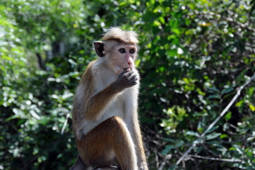 Monkey from the island of Ceylon.