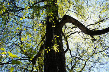 Fototapeta na wymiar Birch tree with new foliage in sunlight