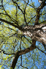 Birch tree with new foliage in sunlight