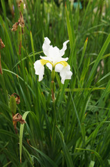 White iris flower head