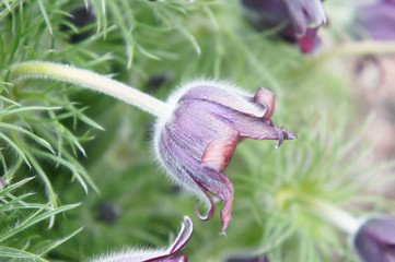 Pulsatilla ludoviciana or Anemone patens or Pasqueflower purple flower