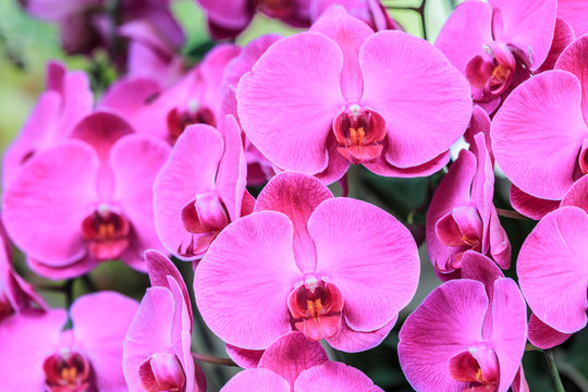 Beautiful orchid flowers bloom in natural world