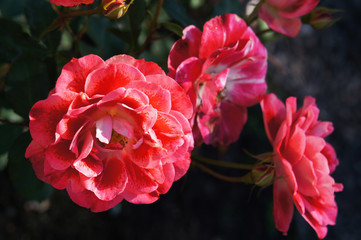 Bush of red roses in garden