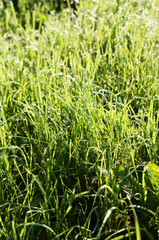Green grass in sunlight