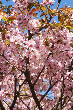 Blossoming pink cherry tree 