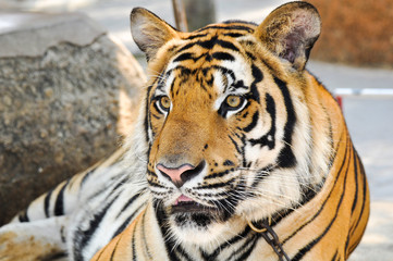 Portrait of a young tiger  