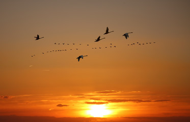 Fototapeta na wymiar Golden sky on sunset or sunrise with flying birds natural backgr