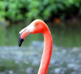 Flamingo