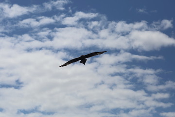 oiseau de mer en vol