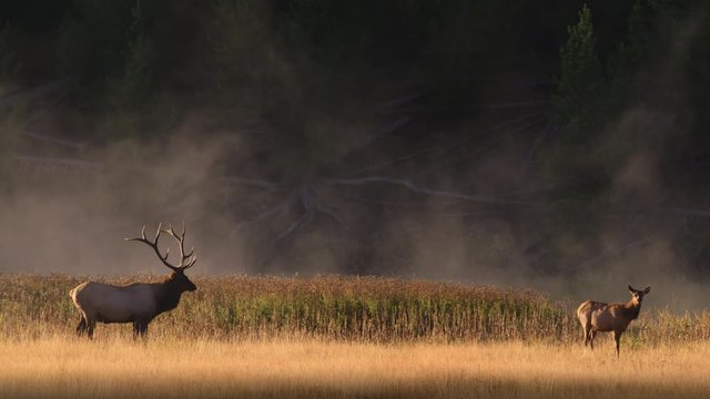 Wide shot of elk in meadow at Yellowstone National Park