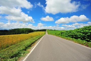 Fototapeta premium Landscape of Cultivated Lands at Countryside